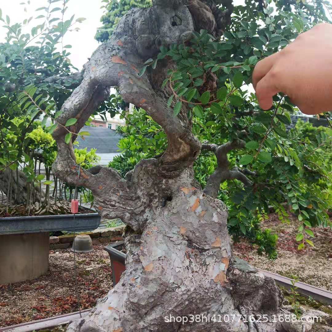 福建榆树盆景批发 小叶榔榆价格造型 榆树基地直销