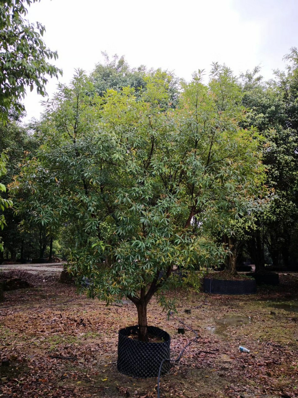 903供应柳叶桢楠34米高全冠假植苗柳叶润楠绿化