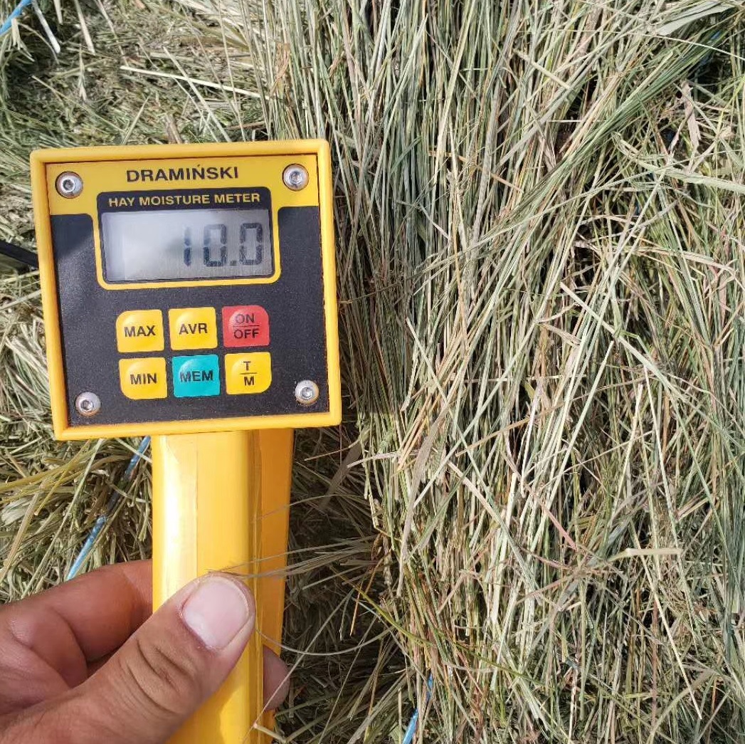 新碱草牛马羊牧草饲料供应牛场羊场羊草碱草率高牛场草料