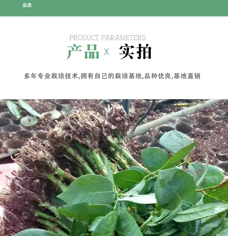 新品金香玉大花月季小苗 扦插黄金时代月季花苗绿化月季盆栽批发