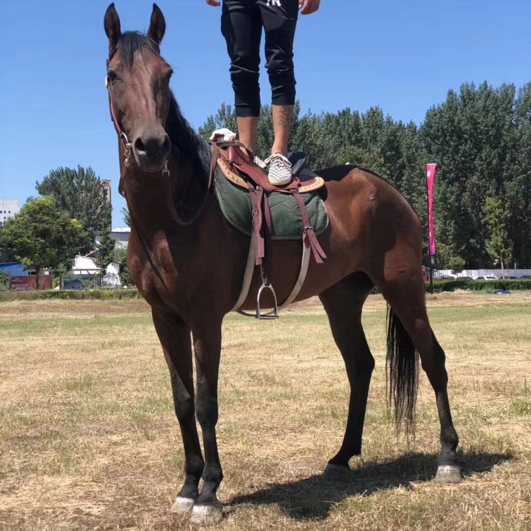 湖北骑乘马匹价格 恩施生态园半血马骑乘 大型养马场-阿里巴巴