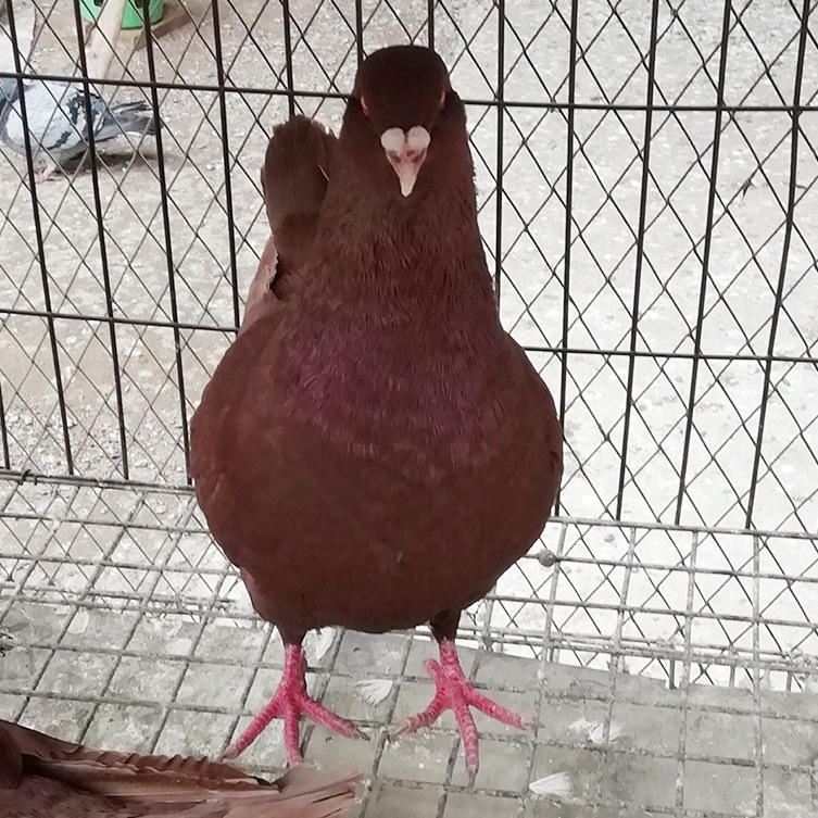 红卡奴鸽价格 黄卡奴鸽子图片卡奴鸽子一只有多重 红卡奴肉鸽批发