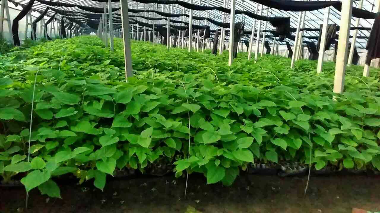 林木树种构树种子构桃树沙纸树构乳树楮树沙纸谷浆树假杨梅