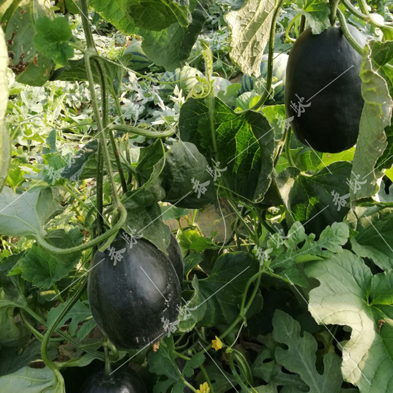 黑皮面瓜种子口感面软 噎死狗面瓜 红瓤超面甜 黑色薄皮甜瓜种籽