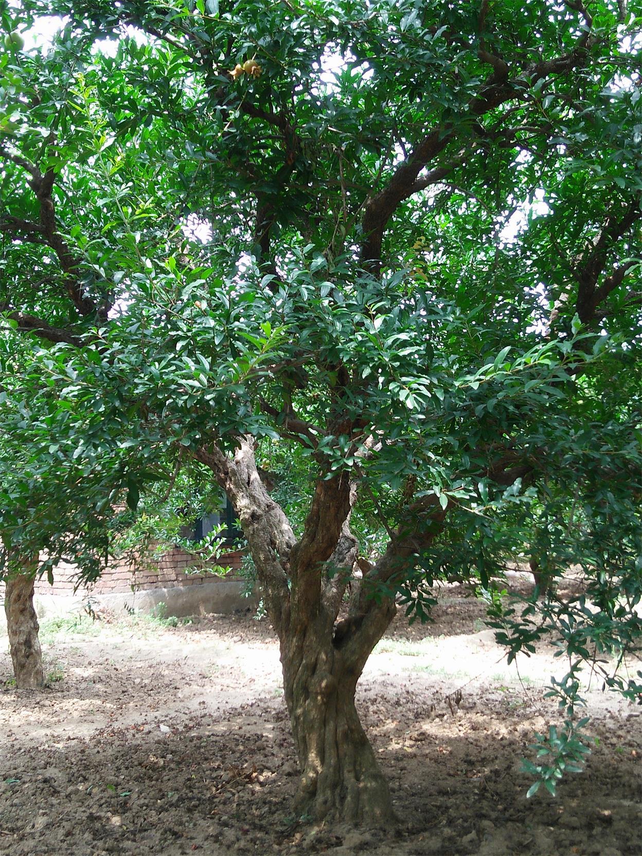 002棵起批服务极速退款不支持7天无理由退货物流山东 枣庄付款成功后3