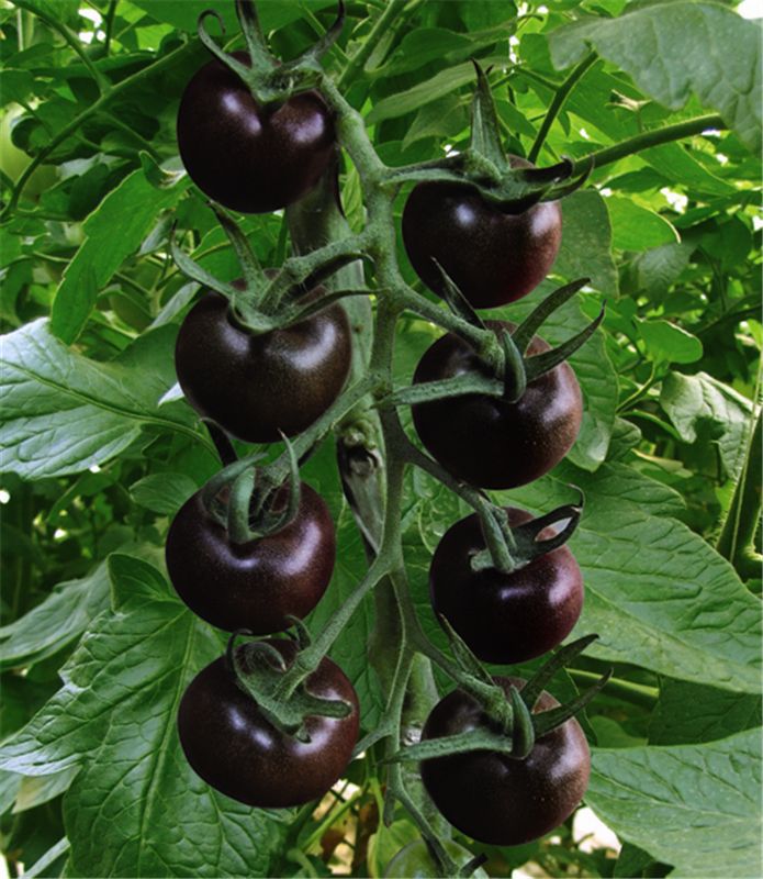 黑珍珠番茄黑番茄种子350粒紫番茄籽水果四季阳台盆栽西红柿