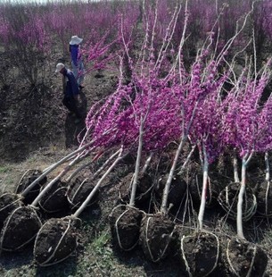 巨紫荆种子 紫荆种子 多花紫荆 树种子 洋紫荆加拿大宫粉紫荆种子