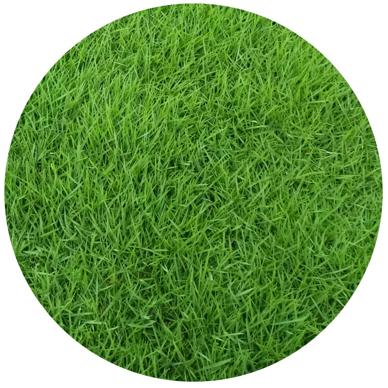 武汉真草皮直销绿化护坡固土草坪庭院耐寒耐旱抗踩踏马尼拉草皮