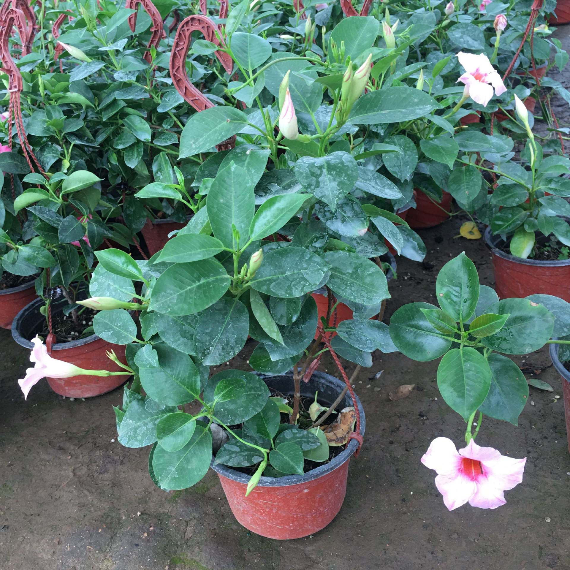 飘香藤 双喜藤 红蝉花 攀爬庭院花卉文藤攀藤 藤盆栽草本花卉