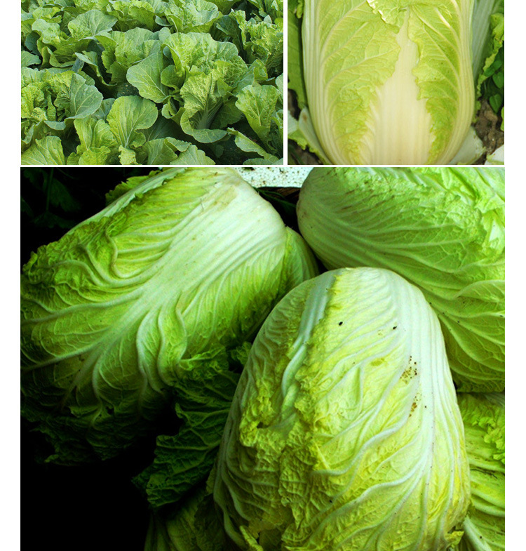 早熟5号白菜籽 农田菜园高产易种杂交耐热甜嫩大白菜籽蔬菜种子