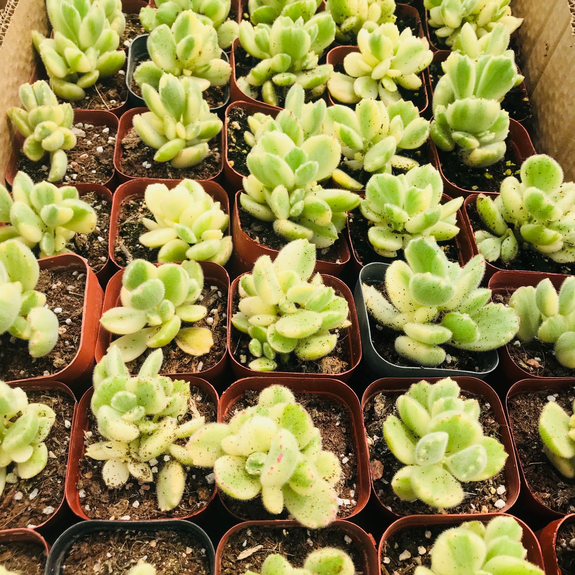 多肉植物多肉组合盆栽绿植白熊 迷你可爱萌肉熊童子 小桩单头白熊