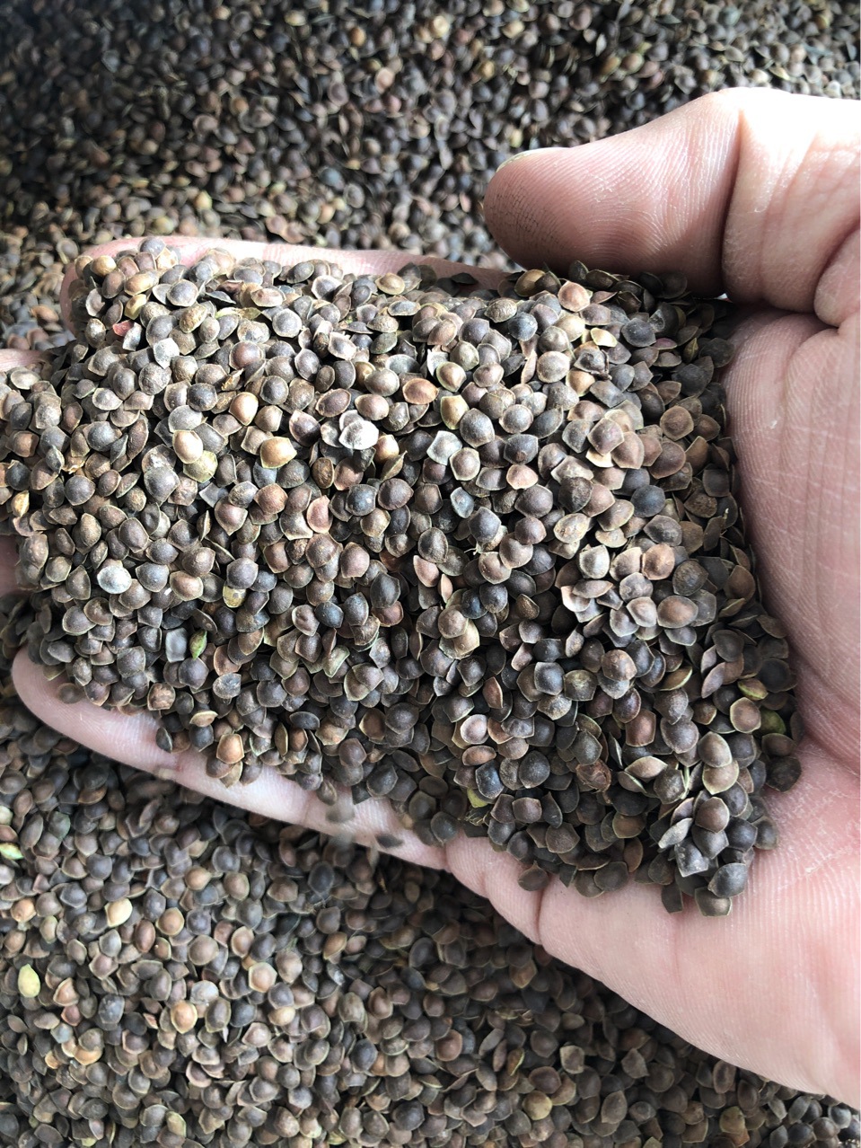 批发含羞草种子感应草害羞草知羞草种子量大优惠芽率高