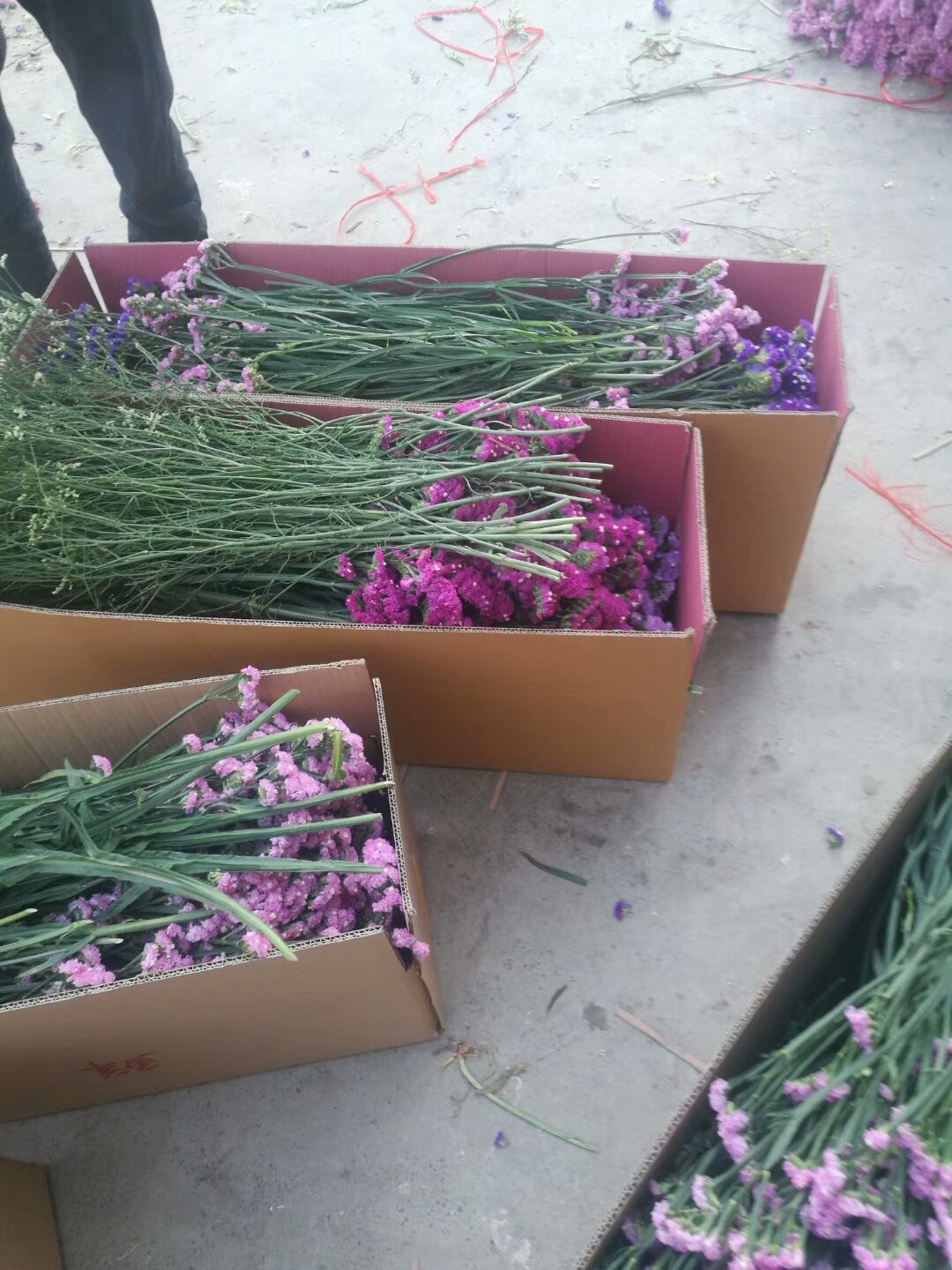 勿忘我天然干花花束称斤卖半干批发地摊展会热卖云南鲜花干花包邮