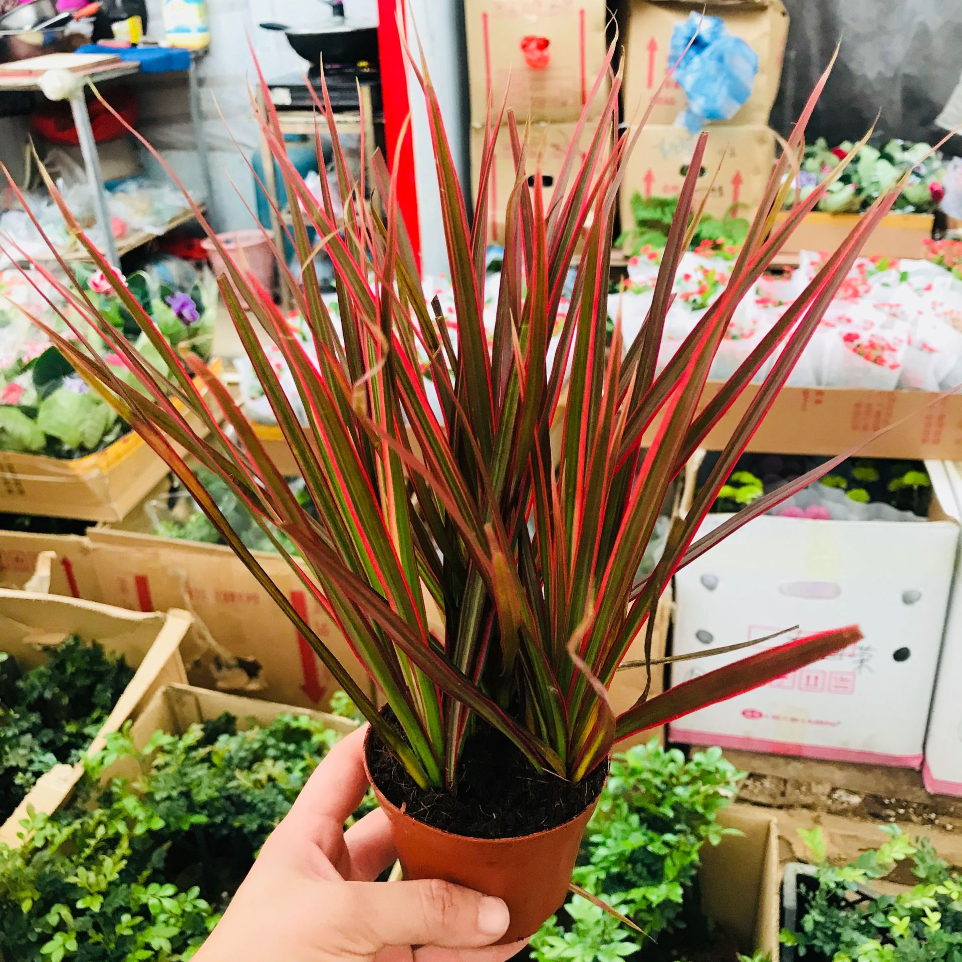 千年木七彩铁小盆栽 办公室桌面净化空气绿植 马尾铁花卉批发销售