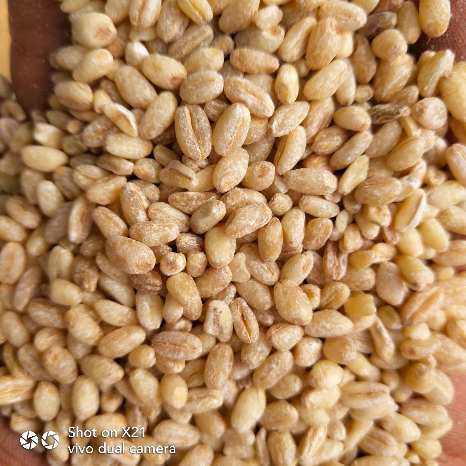现货供应去皮小麦粒 供应可做面包熬粥小麦仁 五谷杂粮粗粮小麦仁