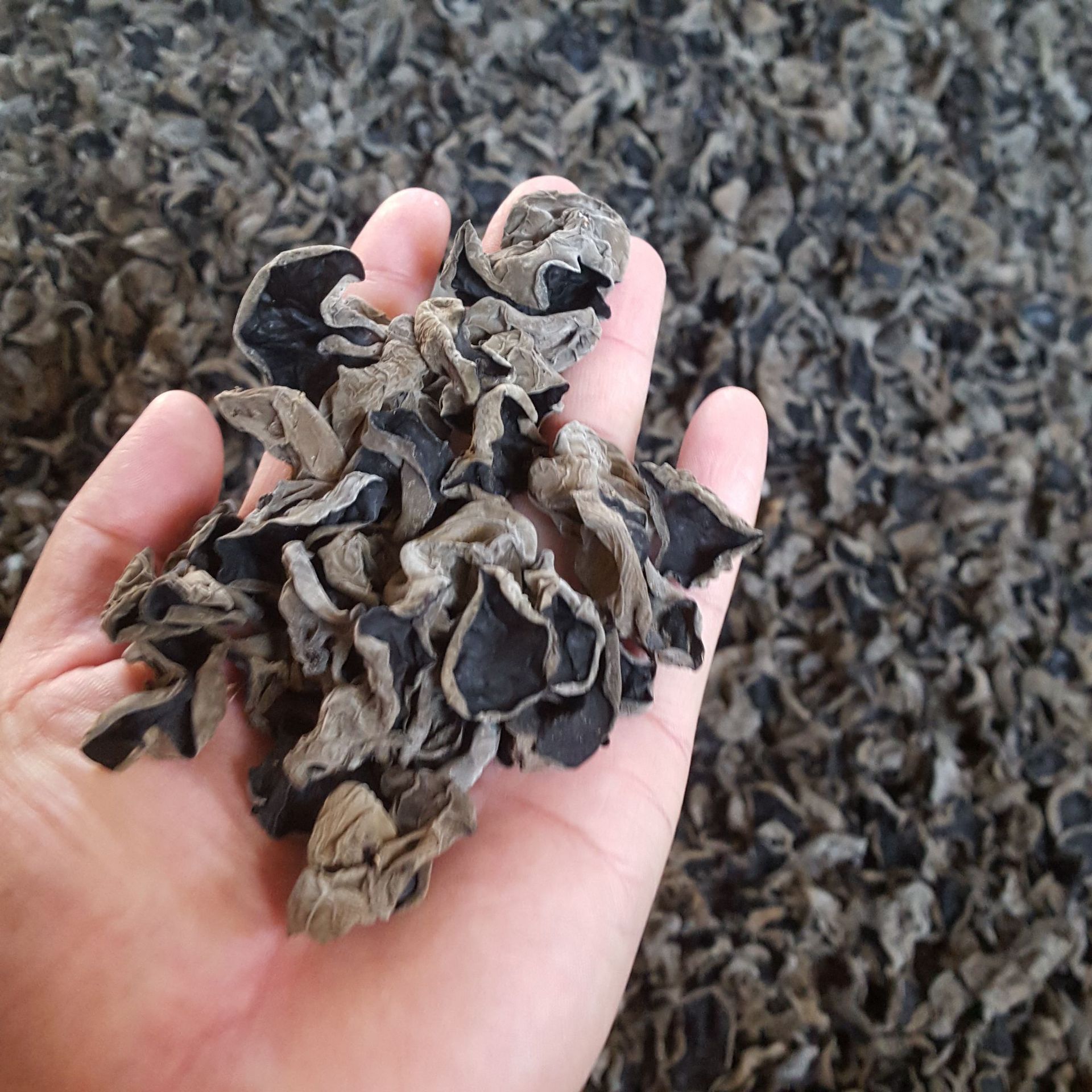 木耳东北木耳黑木耳大兴安岭秋木耳产地发货东北秋木耳一包70斤