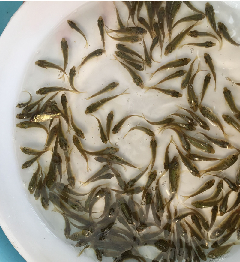 鱼苗场直供鲤鱼苗 鲤鱼苗大量供应