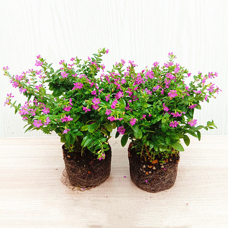 满天星花草种子