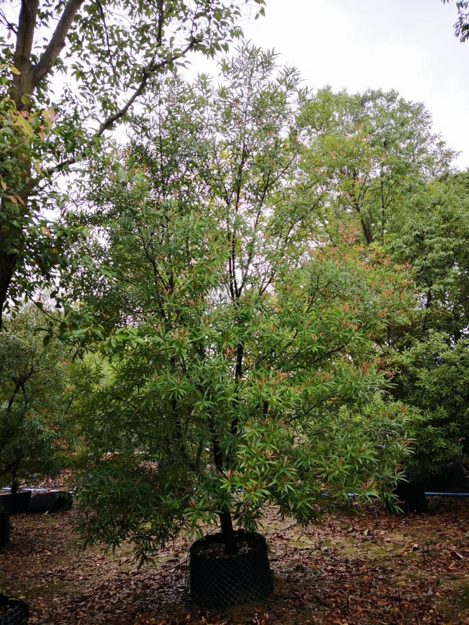 903供应柳叶桢楠34米高全冠假植苗柳叶润楠绿化