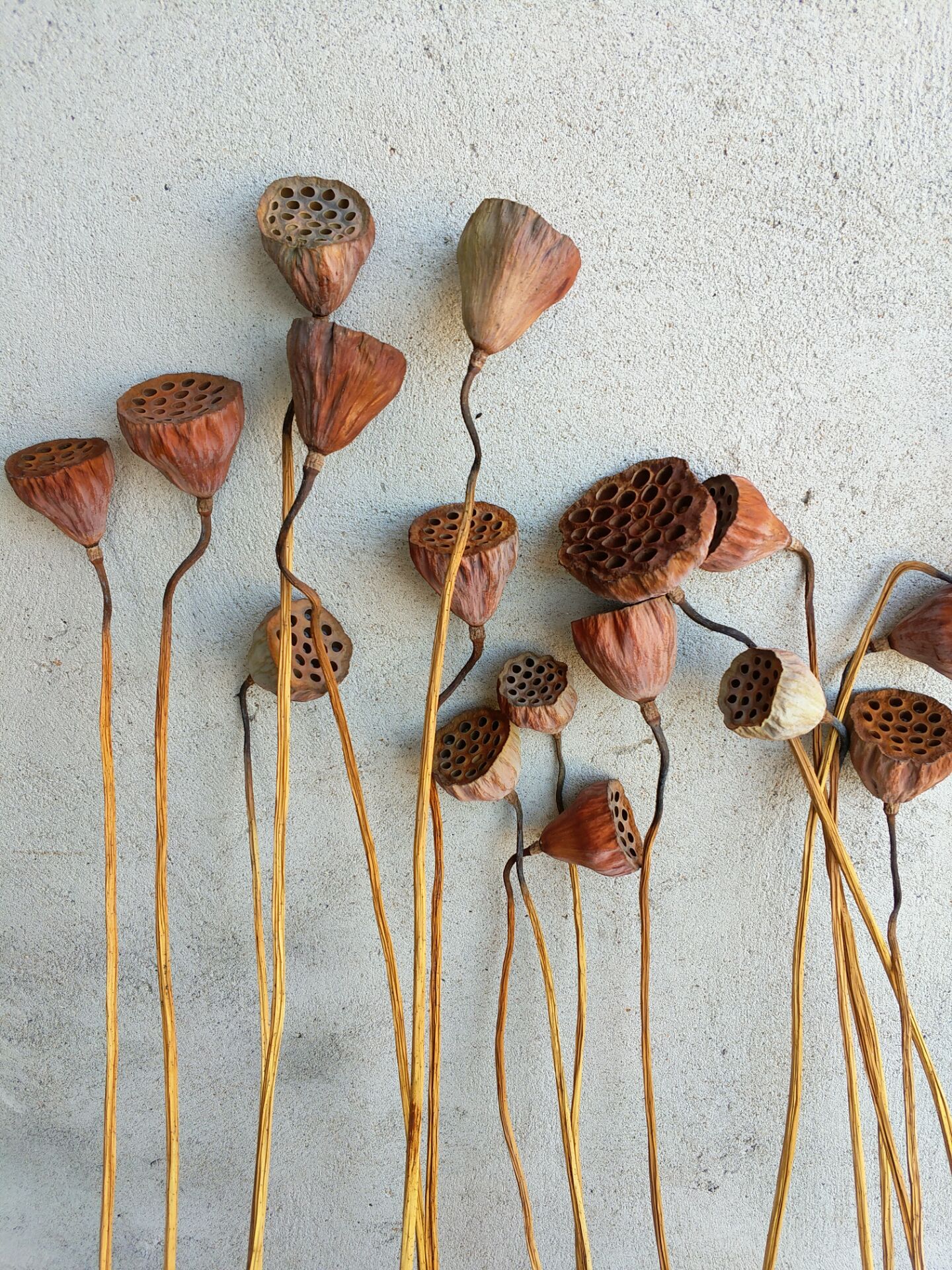 带杆子干花莲蓬仿真花拍摄道具 真杆子莲蓬干花花束客厅居家摆件