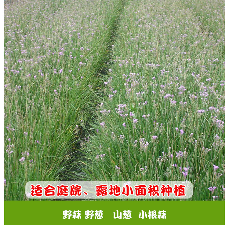 小根蒜种子野韭葱野葱野蒜籽种山蒜薤白大脑瓜孑阳台盆栽蔬菜种孑