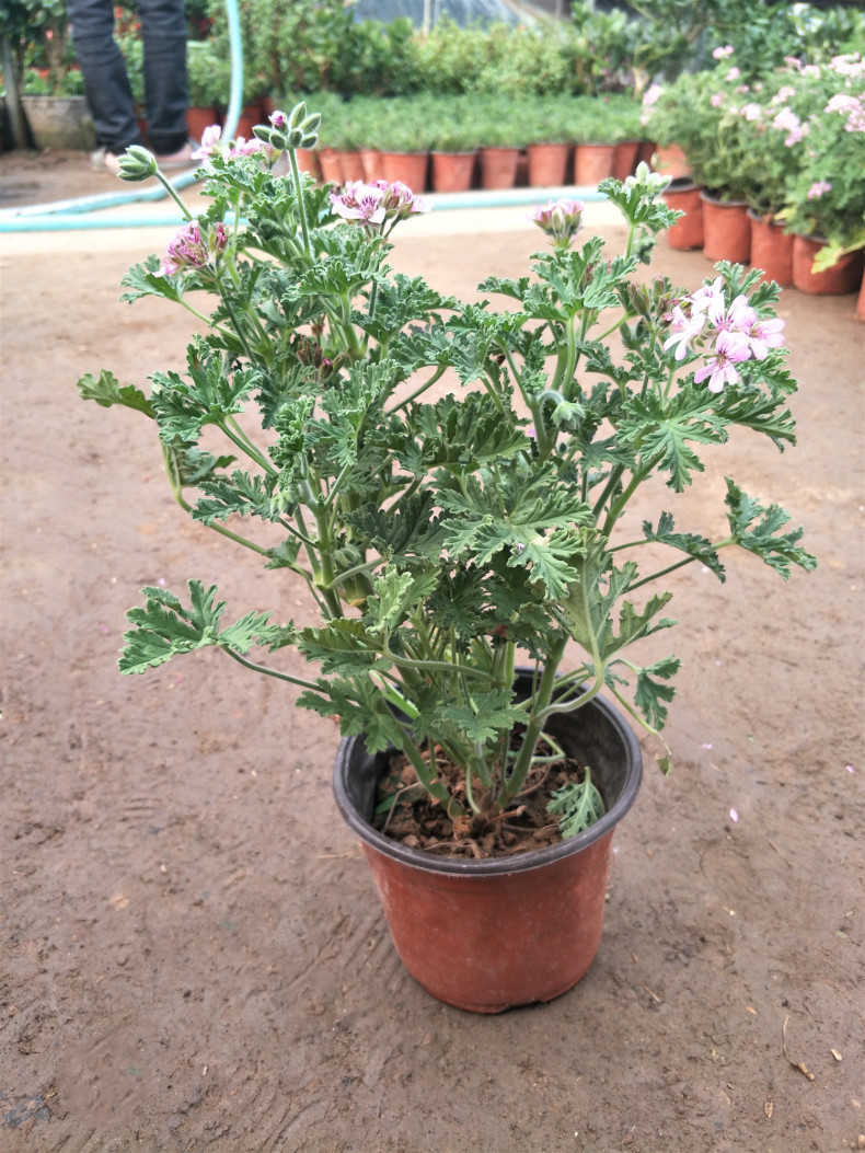 驱蚊草盆栽夏季具有驱蚊效果 室内庭院食虫草驱蚊草盆栽大苗