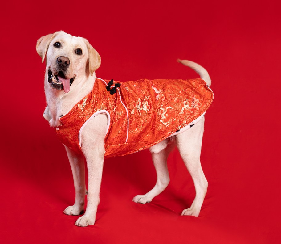 大狗唐装金毛拉布拉多哈士奇成犬新年狗狗秋冬装宠物过