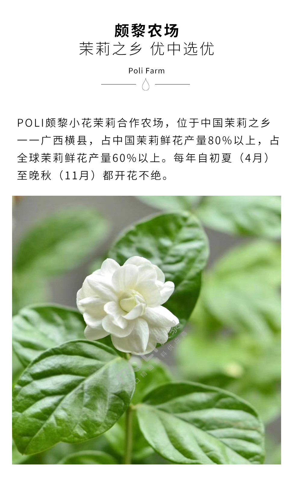 50ml茉莉纯露 纯露原料灌装批发 poli颇黎茉莉花水纯露