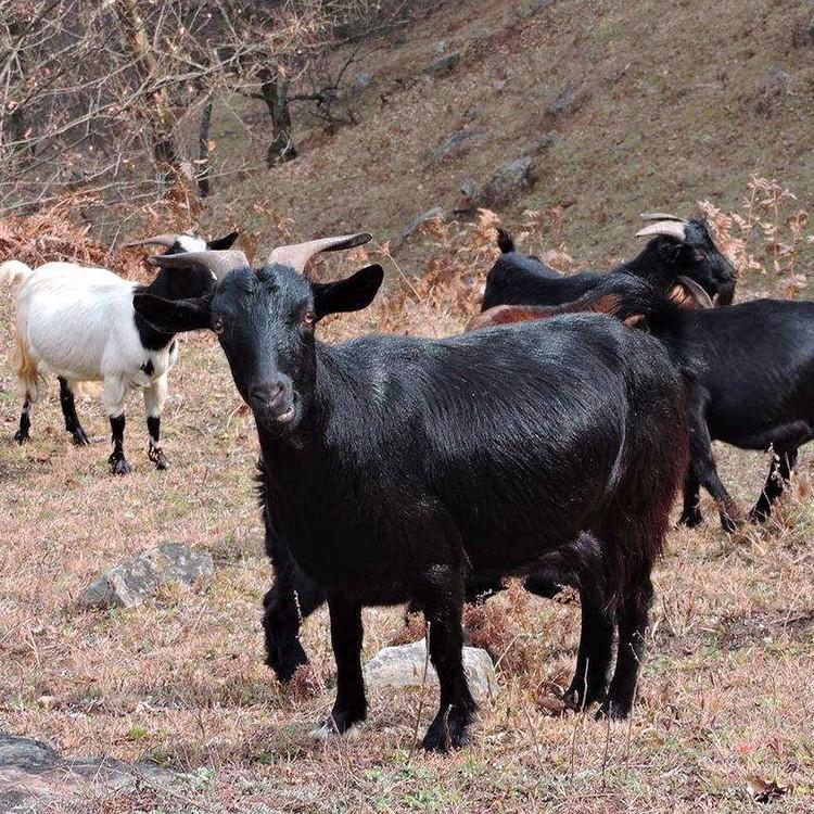 嘉旺养殖场 波尔山羊 山东黑山羊养殖场 黑山羊种羊价格-阿里巴巴
