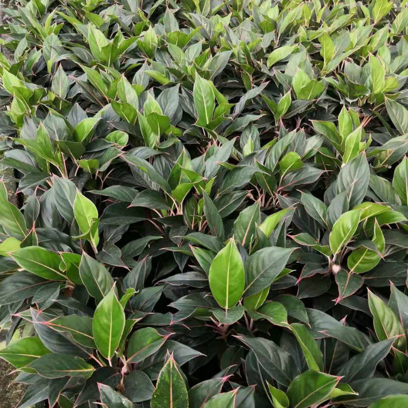 蓝宝石粗勒草盆栽