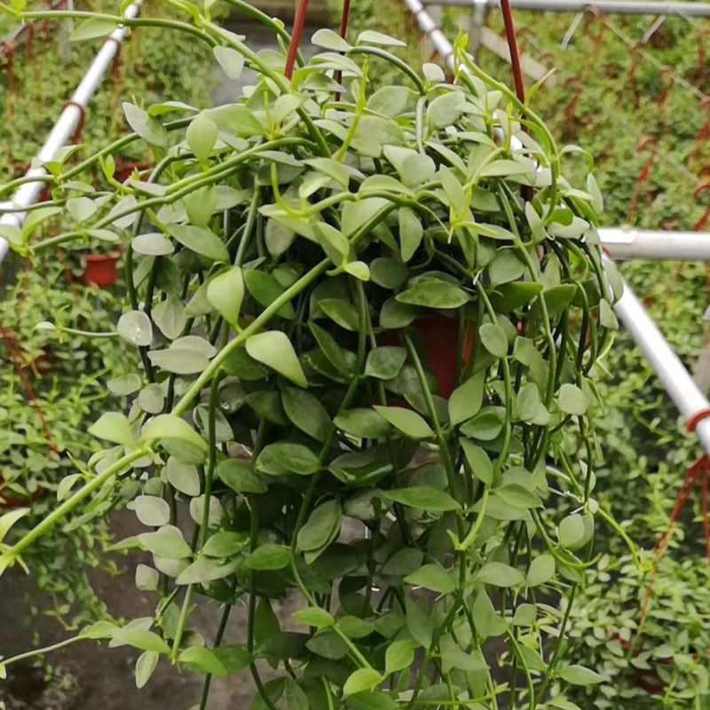 【基地直销】多肉植物 办公桌绿植盆栽室内花卉 小吊翡翠恋