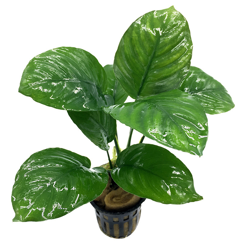 中巴榕活体真水草水族箱造景套餐鱼缸装饰睡莲类类观赏后景草批发