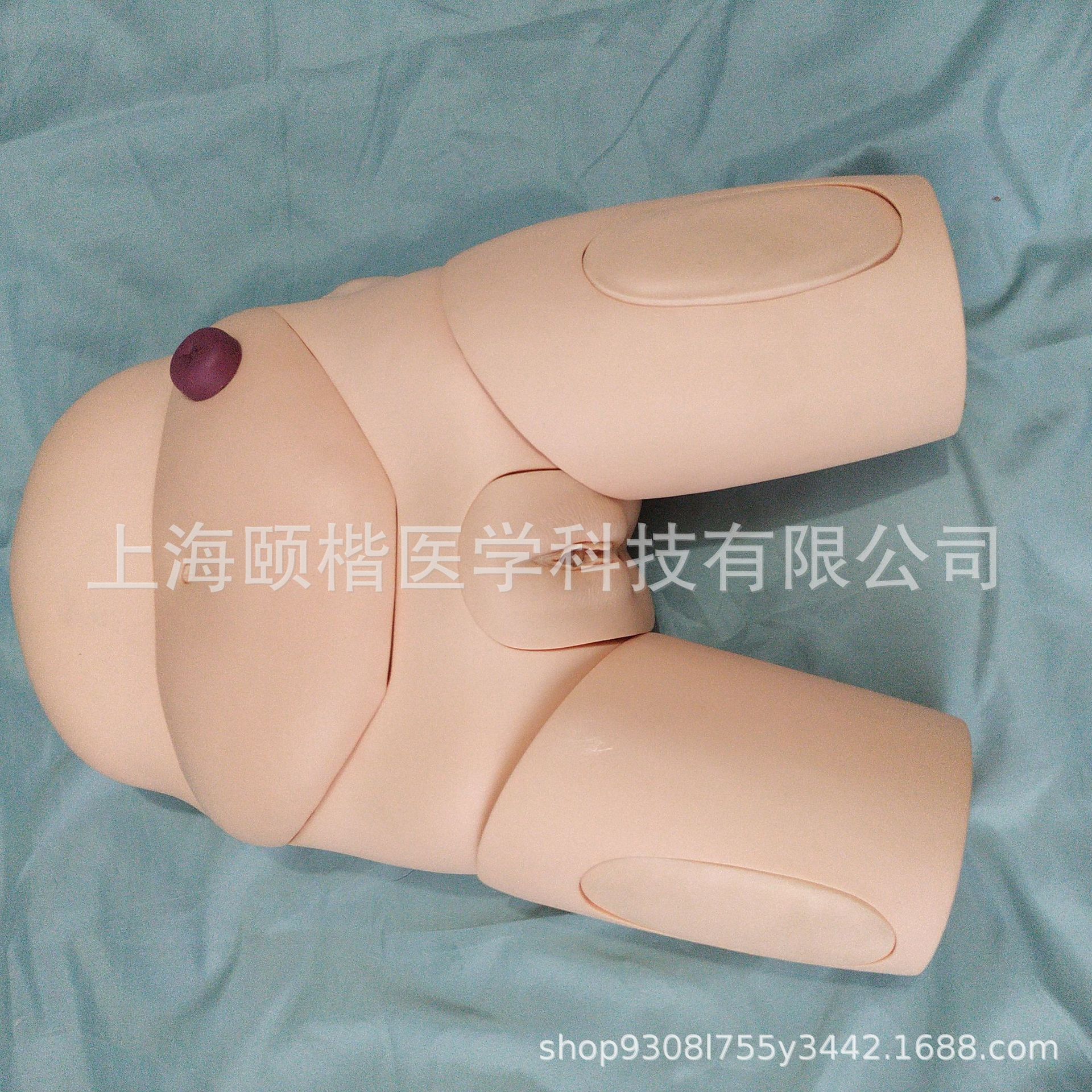 颐楷供应高级女性导尿模型 导尿操作护理模型 导尿模型女性