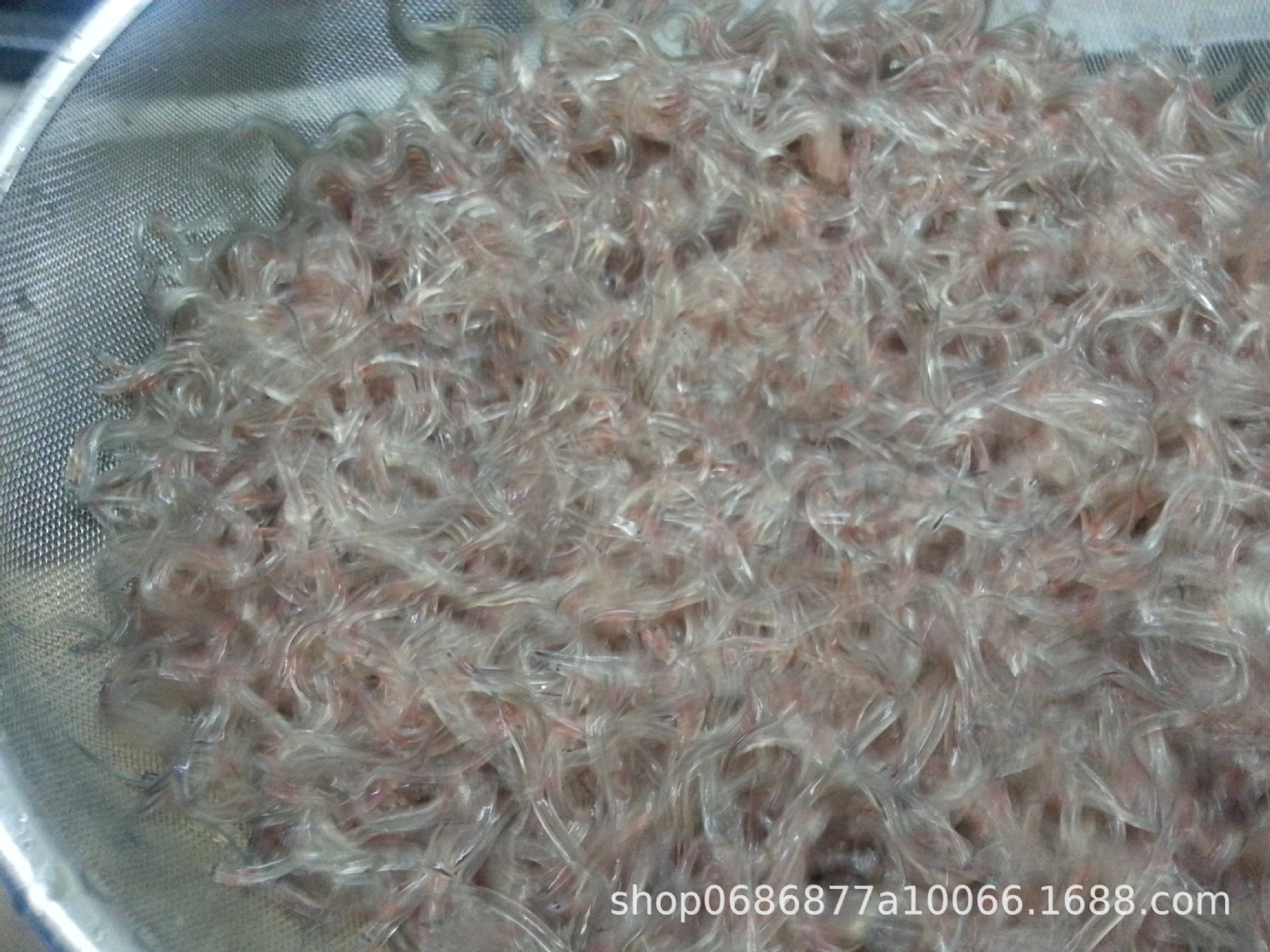 鳗鱼苗日本鳗鱼苗花鳗鱼苗鲈鳗苗