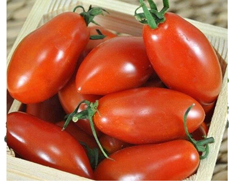 奶油红香蕉番茄种子水果西红柿种籽春夏秋冬四季阳台盆栽蔬菜种孑