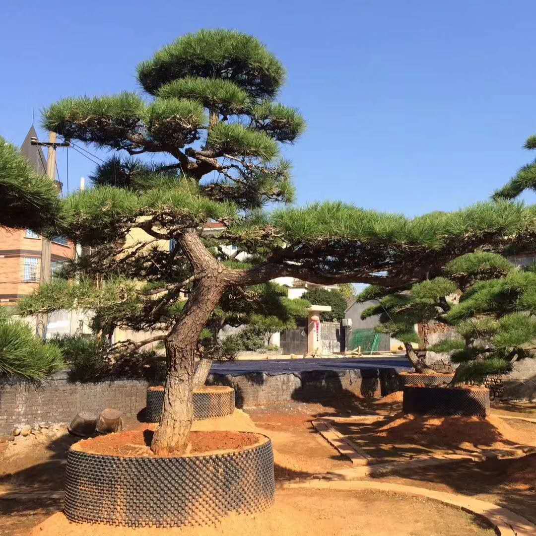 造型日本黑松 别墅庭院观赏 农户黑松花木基地直供价低质优