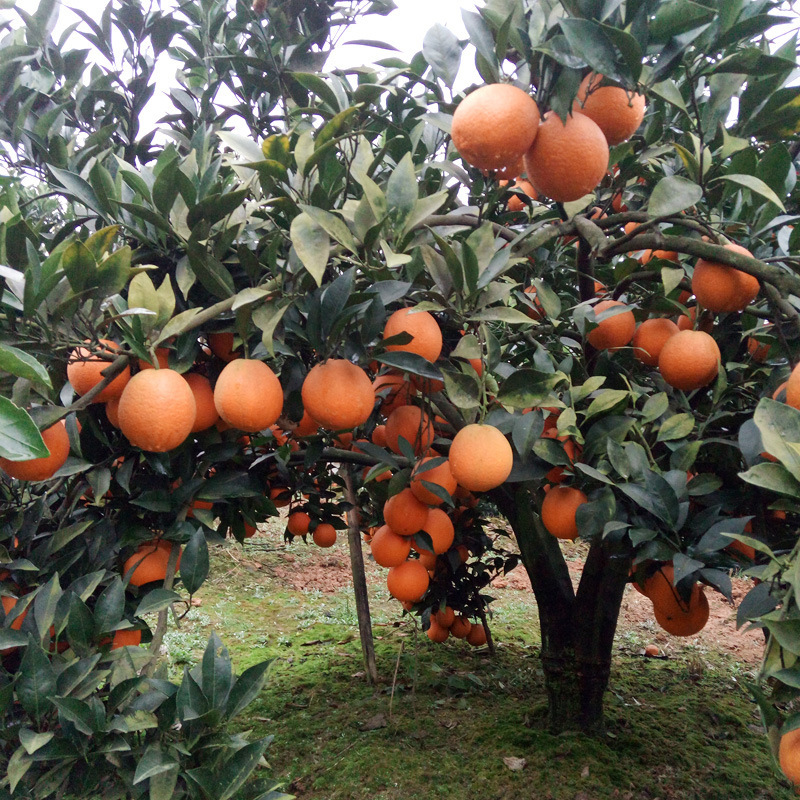 四川高山金堂脐橙现摘橙子当季新鲜水果包邮3斤/5斤/9斤包邮