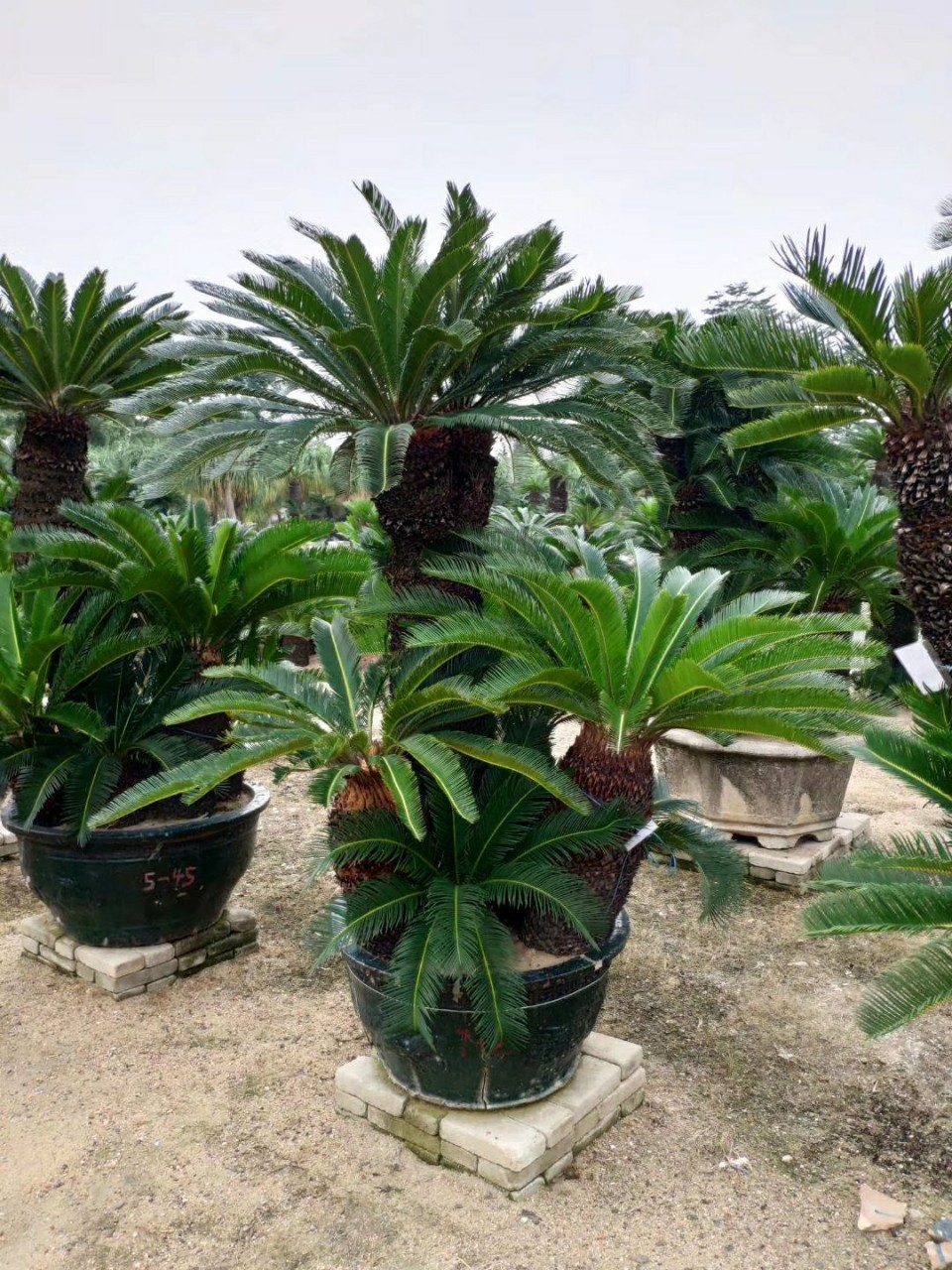 苏铁价格(苏铁价格规格 广东)