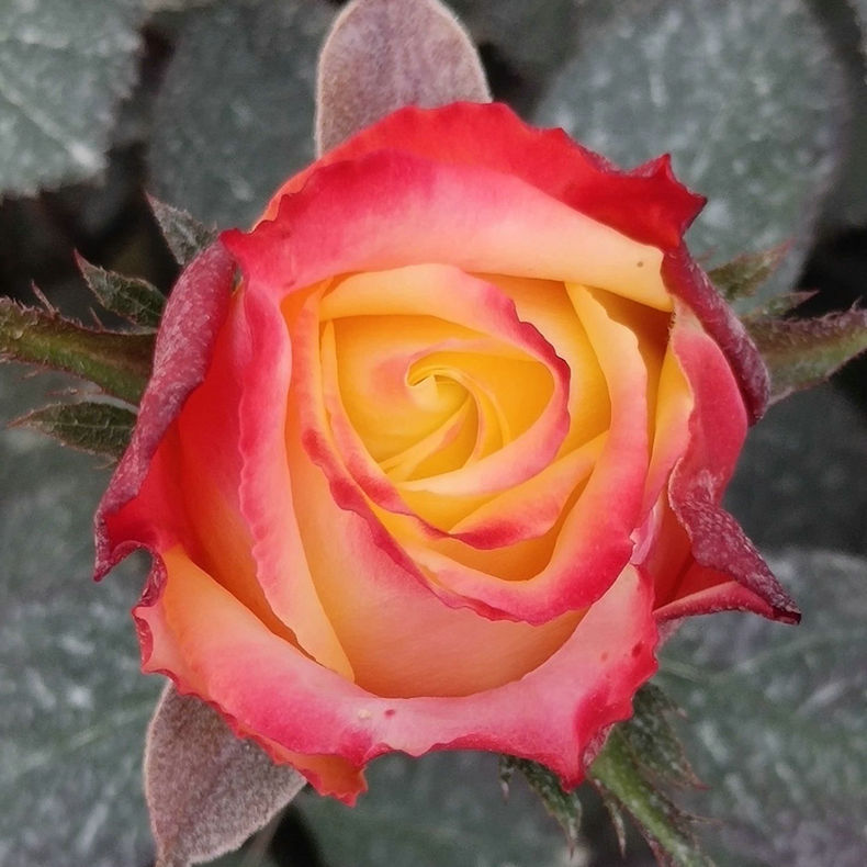 基地批发金色海岸玫瑰 金色海岸玫瑰鲜切花 家居装饰金色海岸玫瑰