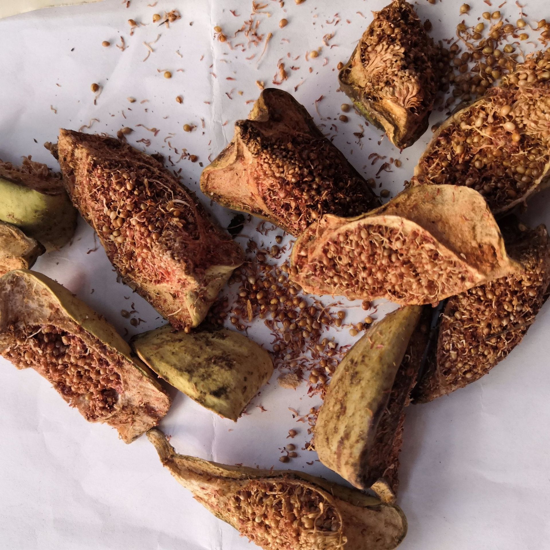 中药材批发 木馒头 鬼馒头 奶母果 木莲 凉粉果 霹雳果 无硫新货