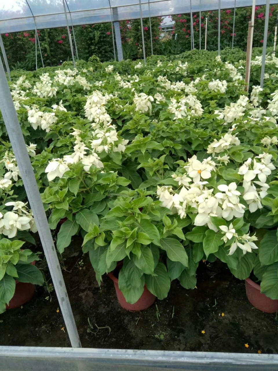 907供应 玉叶金花 白纸扇 0.6-1米高袋苗 盆栽 花期长 基地直销
