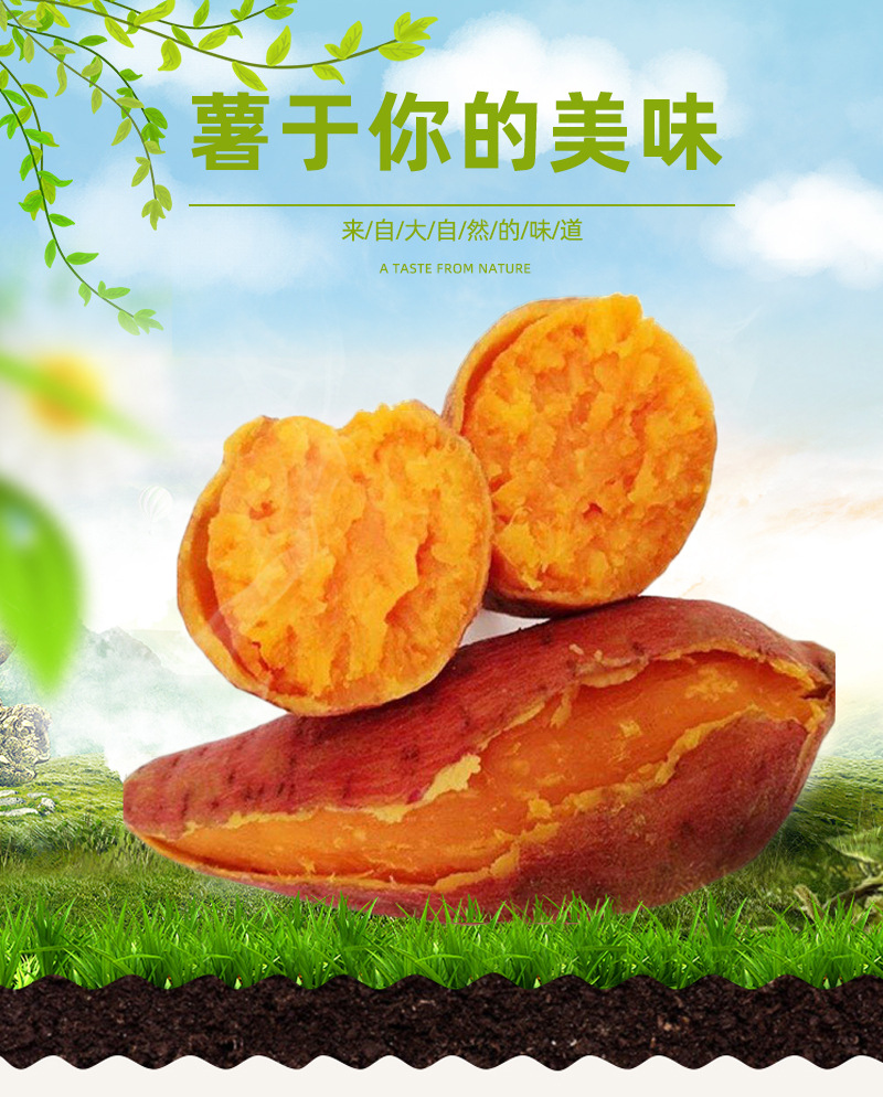 福建六鳌红蜜薯5斤装 西瓜红大叶红薯 非广西 紫薯一件代发招代理