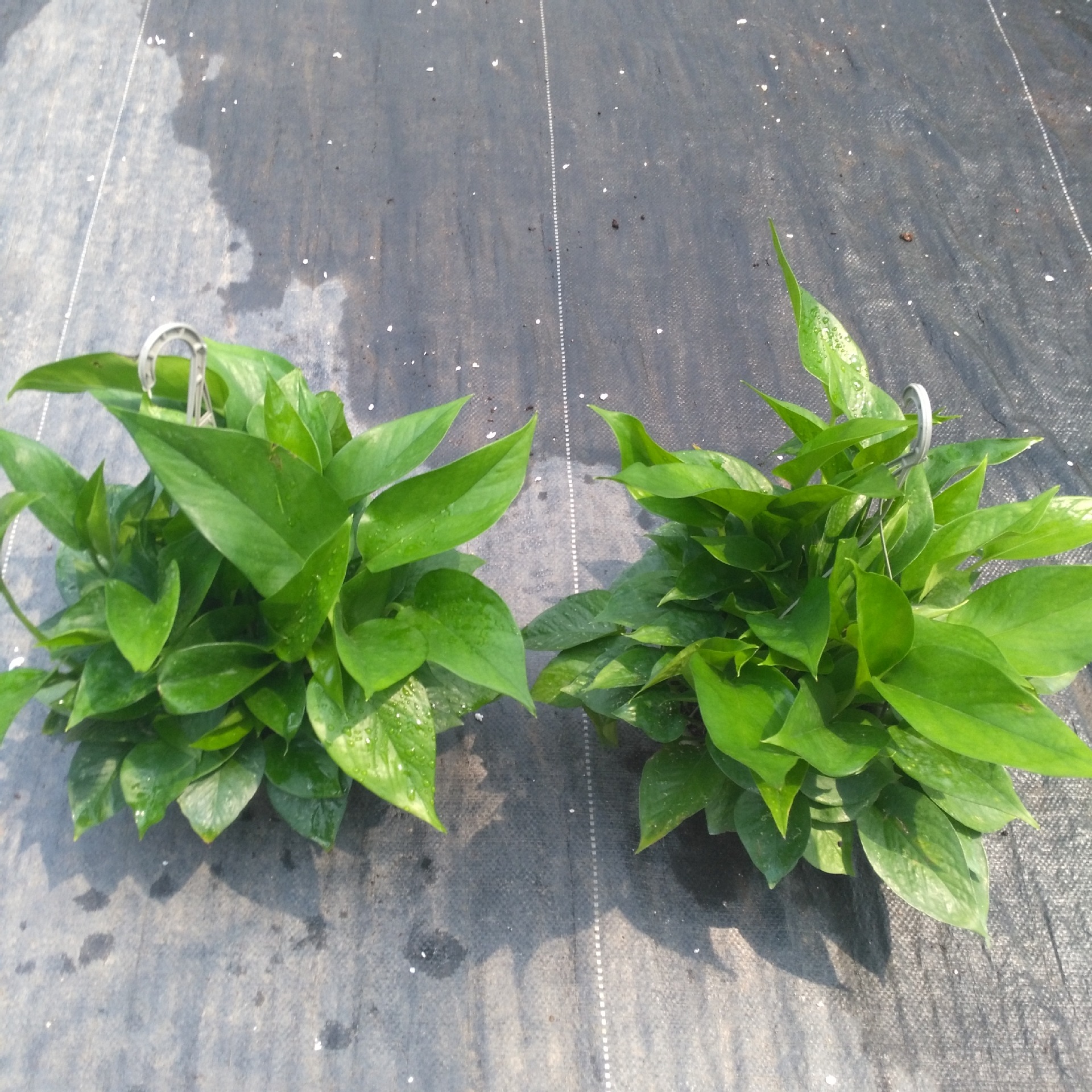 吸甲醛 源头基地大量供应室内观赏植物 青叶绿萝吊兰a180杯