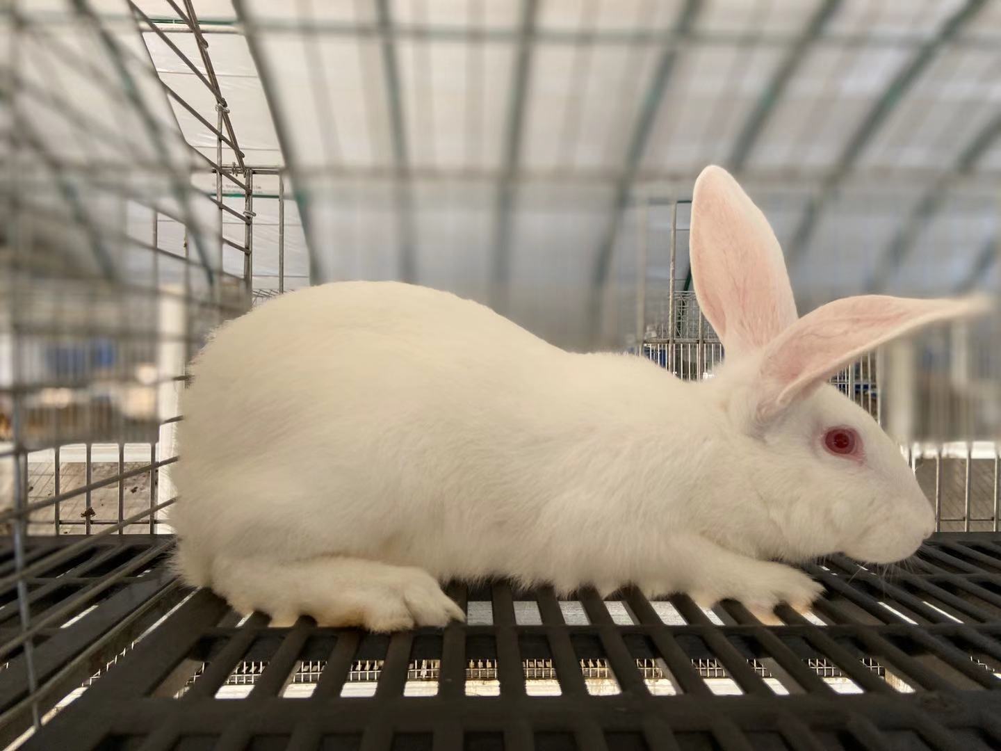 批发肉兔 出售白色新西兰活体兔教技术好养活