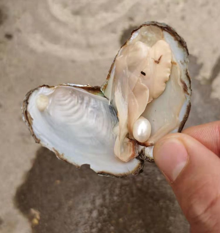 淡水珍珠小蚌批发 8-9mm小珍珠蚌一蚌一珠地摊展销会赠品送礼