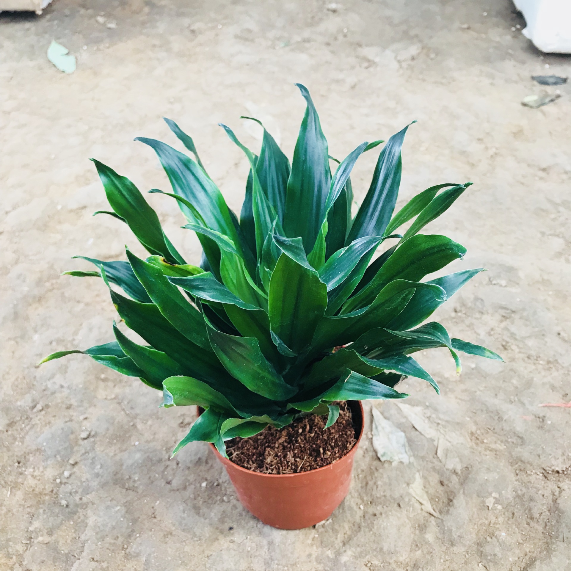 销售四季常青花卉太阳神绿植盆栽 室内外桌面净化空气万年青盆栽