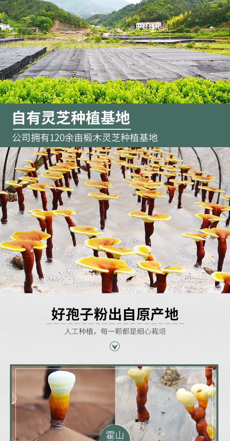 厂家大别山灵芝孢子粉250克优质椴木富硒霍山原产地头道灵芝粉