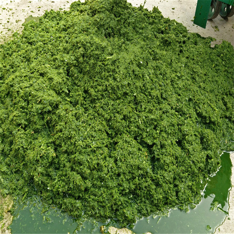 漳州青草牧草粉碎打浆机 电动新型薯类草浆机 打浆机