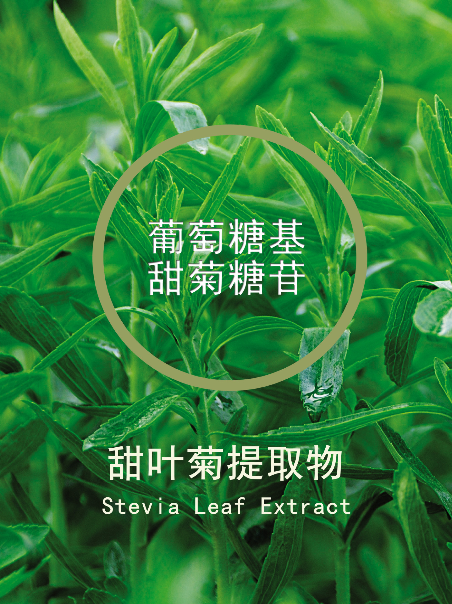 酶改制甜菊糖葡萄糖基甜菊糖苷甙甜叶菊提取物天然代糖