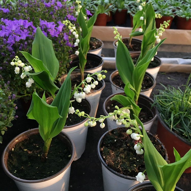 基地批发 铃兰苗种根 浓香型花卉铃铛花盆栽 带芽发货 好养易活